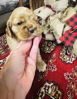 Delilah, a female Cocker Spaniel for sale in Greenville, SC – 1 of 8