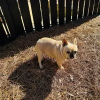 Tank, a male French Bulldog for sale in Greenville, SC – Photo 4 of 10