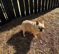 Tank, a male French Bulldog for sale in Greenville, SC – Photo 4 of 10