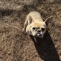 Tank, a male French Bulldog for sale in Greenville, SC – Photo 6 of 10