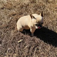 Tank, a male French Bulldog for sale in Greenville, SC – Photo 7 of 10