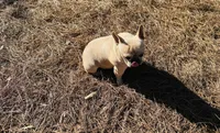 Tank, a male French Bulldog for sale in Greenville, SC – Photo 7 of 10