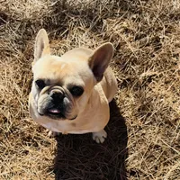 Tank, a male French Bulldog for sale in Greenville, SC – Photo 1 of 10