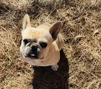 Tank, a male French Bulldog for sale in Greenville, SC – Photo 1 of 10