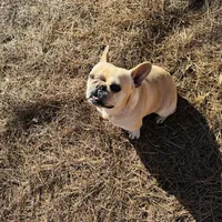 Tank, a male French Bulldog for sale in Greenville, SC – Photo 10 of 10