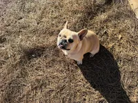 Tank, a male French Bulldog for sale in Greenville, SC – Photo 10 of 10
