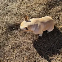 Tank, a male French Bulldog for sale in Greenville, SC – Photo 9 of 10