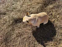 Tank, a male French Bulldog for sale in Greenville, SC – Photo 9 of 10