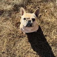 Tank, a male French Bulldog for sale in Greenville, SC – Photo 5 of 10