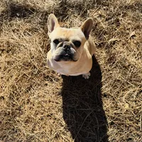 Tank, a male French Bulldog for sale in Greenville, SC – Photo 8 of 10