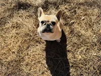 Tank, a male French Bulldog for sale in Greenville, SC – Photo 8 of 10