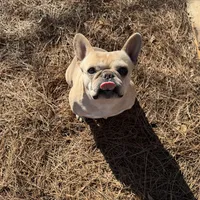 Tank, a male French Bulldog for sale in Greenville, SC – Photo 3 of 10