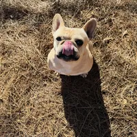 Tank, a male French Bulldog for sale in Greenville, SC – Photo 2 of 10