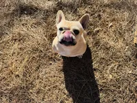 Tank, a male French Bulldog for sale in Greenville, SC – Photo 2 of 10