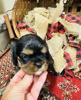 Ingrid, a female Cavalier King Charles Spaniel for sale in Greenville, SC – 4 of 10