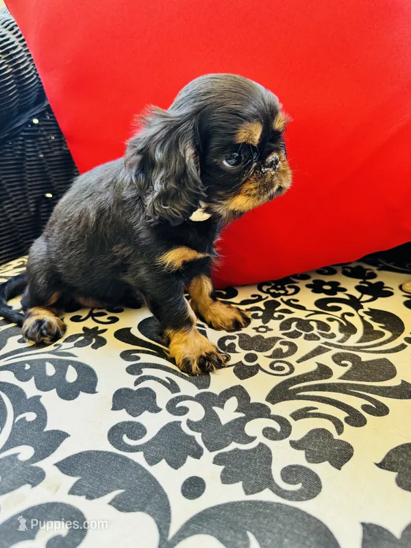 Sutton – English Toy Spaniel puppy for sale in Greenville, SC