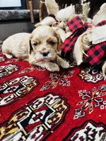 Daniel, a male Cocker Spaniel for sale in Greenville, SC – 6 of 8