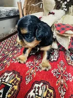 Seth, a male English Toy Spaniel for sale in Greenville, SC – 6 of 10