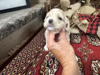 Jade, a female Cocker Spaniel for sale in Greenville, SC – 4 of 8