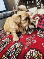 Serafina , a male English Toy Spaniel for sale in Greenville, SC – 7 of 10