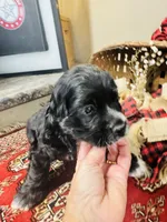 Sultan, a male Cocker Spaniel for sale in Greenville, SC – 3 of 8