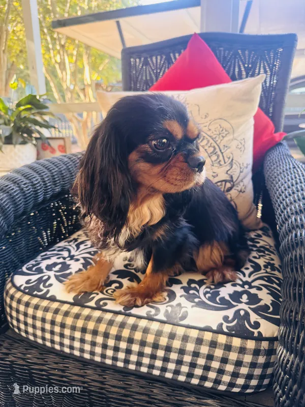 Penelope  – Cavalier King Charles Spaniel puppy for sale in Greenville, SC
