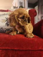 Silas , a male English Toy Spaniel for sale in Greenville, SC – 8 of 9