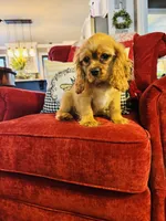 Shaun, a male Cavalier King Charles Spaniel for sale in Greenville, SC – 2 of 10