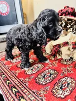 Lennox, a male Cocker Spaniel for sale in Greenville, SC – 8 of 8