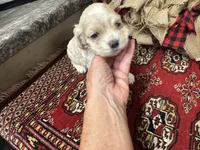 Jade, a female Cocker Spaniel for sale in Greenville, SC – 5 of 8
