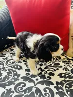 Linda, a female Cavalier King Charles Spaniel for sale in Greenville, SC – 4 of 9