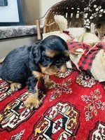 Seth, a male English Toy Spaniel for sale in Greenville, SC – 4 of 10