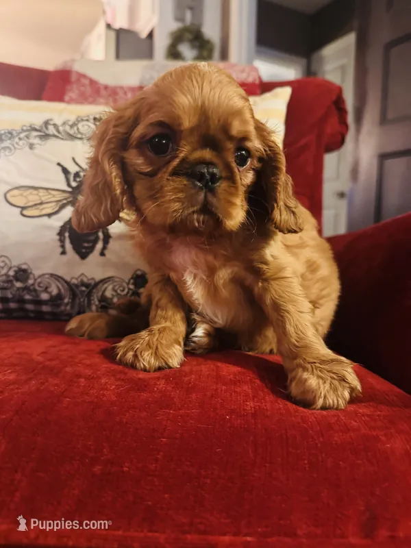 Silas  – English Toy Spaniel puppy for sale in Greenville, SC