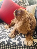 Ruby Tuesday, a female Cavalier King Charles Spaniel for sale in Greenville, SC – 9 of 10