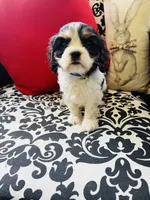 McCartney, a male Cavalier King Charles Spaniel for sale in Greenville, SC – 7 of 9