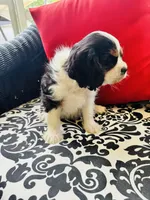 Lennon, a male Cavalier King Charles Spaniel for sale in Greenville, SC – 9 of 10