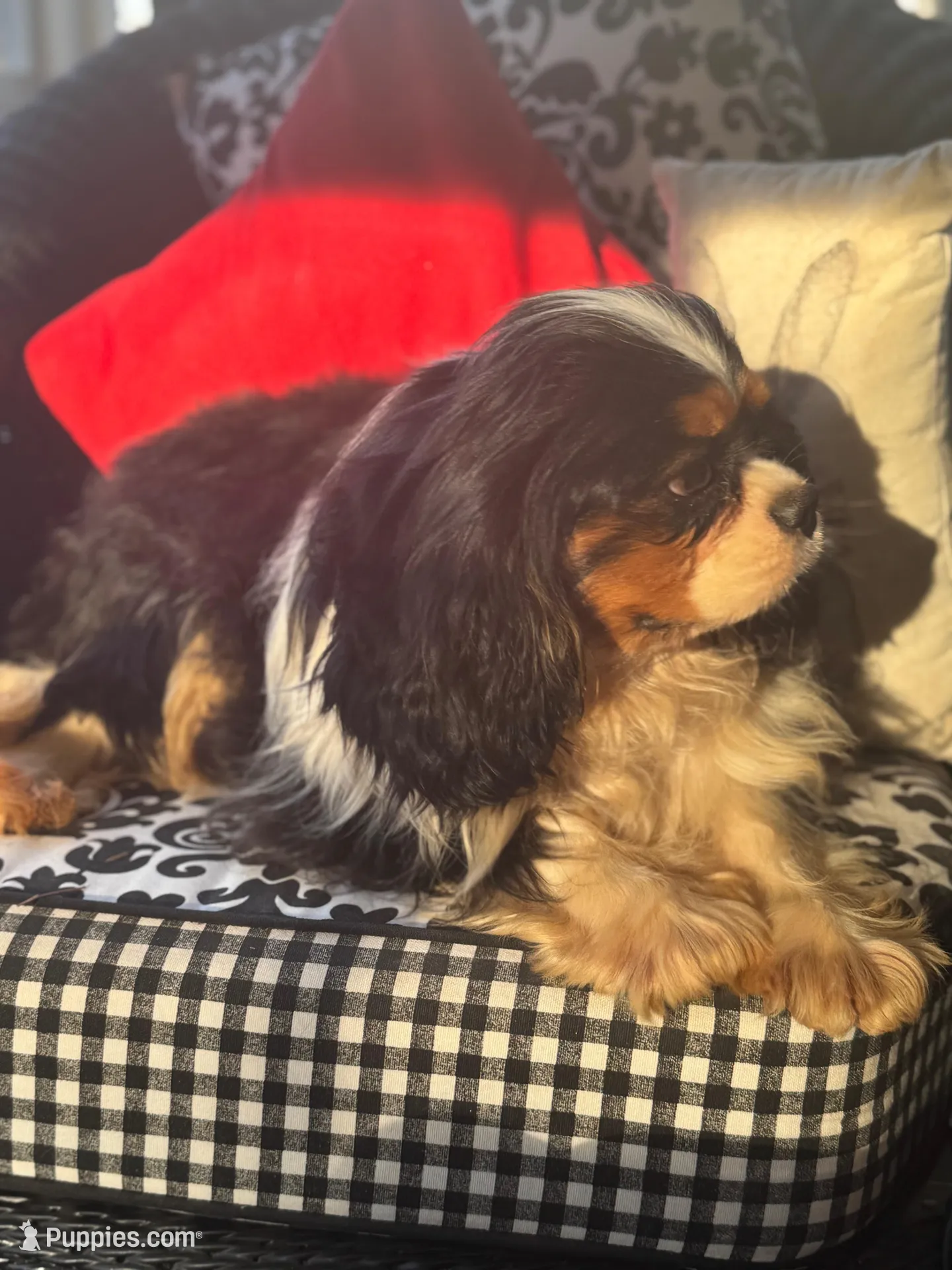 Paul McCartney , a male Cavalier King Charles Spaniel for sale in Greenville, SC – Photo 6 of 7