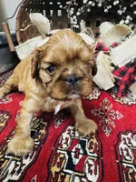 Sasha, a male English Toy Spaniel for sale in Greenville, SC – 7 of 10