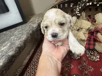 Jade, a female Cocker Spaniel for sale in Greenville, SC – 6 of 8