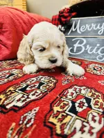 Dulce, a female Cocker Spaniel for sale in Greenville, SC – Photo 8 of 10