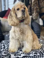 Dulce, a female Cocker Spaniel for sale in Greenville, SC – Photo 9 of 10