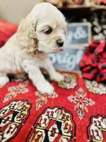 Dulce, a female Cocker Spaniel for sale in Greenville, SC – Photo 5 of 10