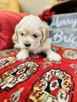 Dulce, a female Cocker Spaniel for sale in Greenville, SC – Photo 7 of 10