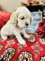Dulce, a female Cocker Spaniel for sale in Greenville, SC – Photo 1 of 10