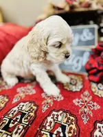 Dulce, a female Cocker Spaniel for sale in Greenville, SC – Photo 2 of 10