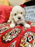 Dulce, a female Cocker Spaniel for sale in Greenville, SC – Photo 4 of 10