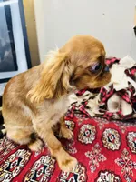 Jacob, a male English Toy Spaniel for sale in Greenville, SC – Photo 3 of 8