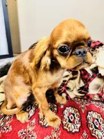 Jacob, a male English Toy Spaniel for sale in Greenville, SC – Photo 4 of 8