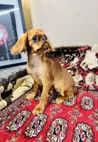 Jacob, a male English Toy Spaniel for sale in Greenville, SC – Photo 5 of 8