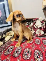 Jacob, a male English Toy Spaniel for sale in Greenville, SC – Photo 7 of 8